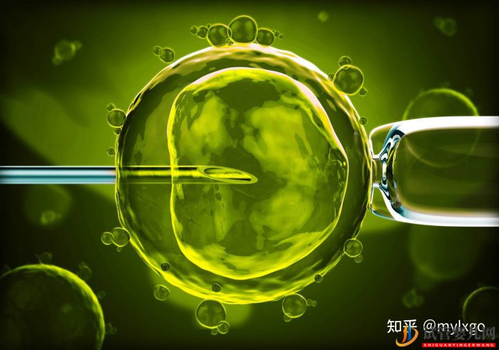 龙虎彩票官网首页
取卵后多久移植(图1)